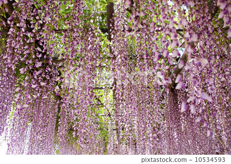  Wisteria flowers 10534593
