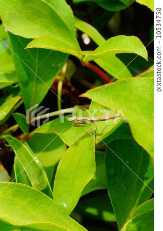 It seems like a mantis? 10534758