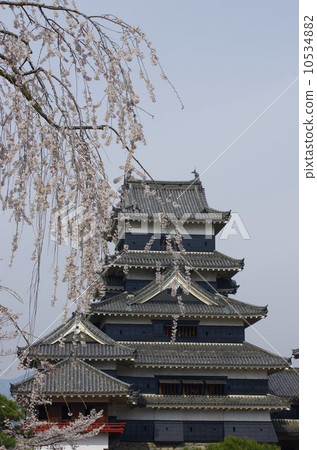 信州國寶松本城和櫻花 信州國寶松本城和櫻花 10534882