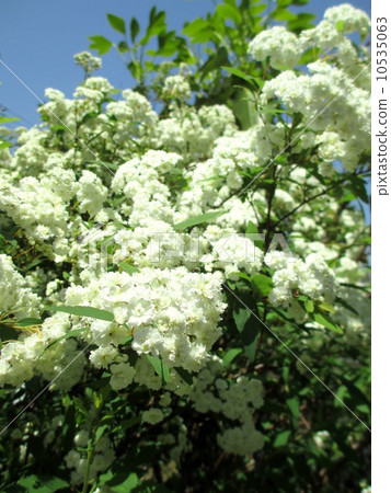Floyd of Kodemari in double bloom in full bloom 10535063
