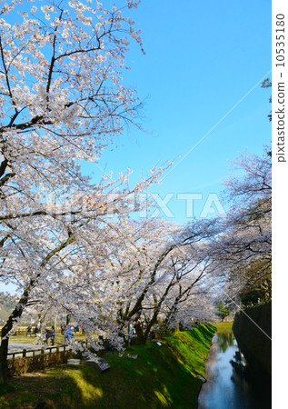 Kanazawa Castle in spring [vertical] 10535180