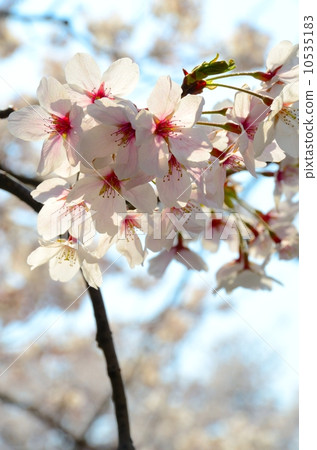 Sakura [Horizontal] 10535183