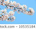 Sakura [Horizontal] 10535184