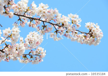 Sakura [Horizontal] 10535184
