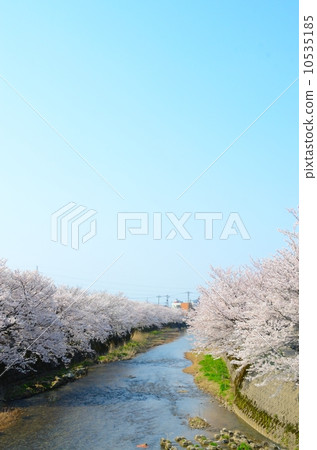 Cherry blossoms in full bloom on the riverbank [vertical] 10535185