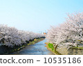Cherry blossoms in full bloom on the riverbank [side] 10535186