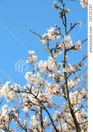 Sakura [Horizontal] 10535187