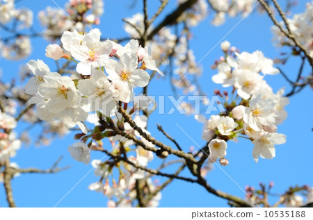 Sakura [Horizontal] 10535188