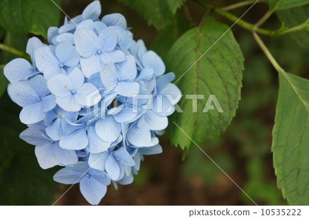 Hydrangea Hydrangea 10535222
