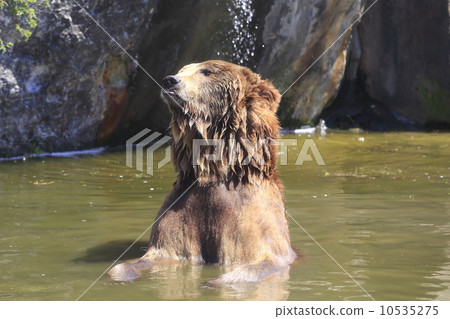 Brown bear Brown bear 10535275