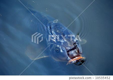 四季森林公園的鯉魚 10535452