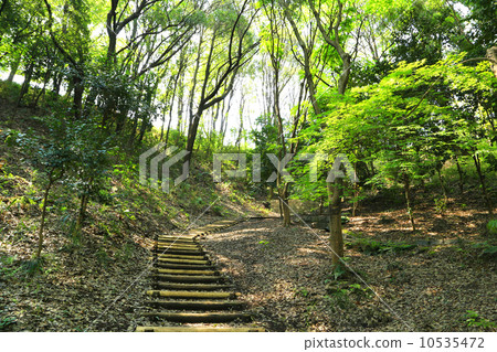 新綠色四季森林公園 10535472