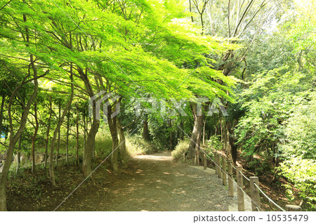 新綠色四季森林公園 10535479