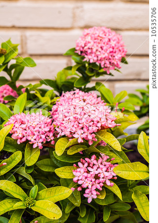 Ixora flower 10535706