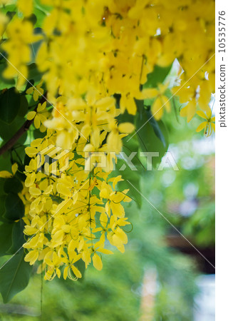 Golden shower flower Golden shower flower 10535776