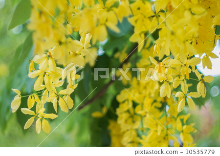 Golden shower flower 10535779
