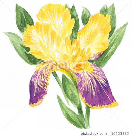 japanese iris, watercolour, watercolors 10535883
