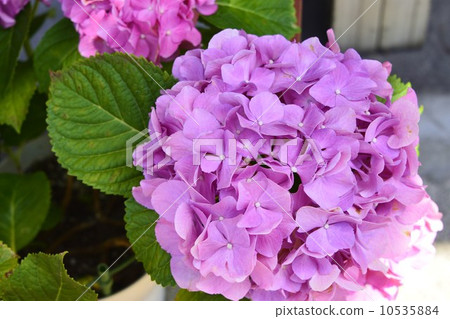 Seasonal flowers 10535884