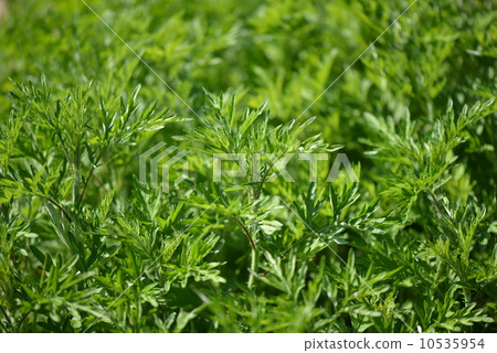 Wormwood Wormwood 10535954