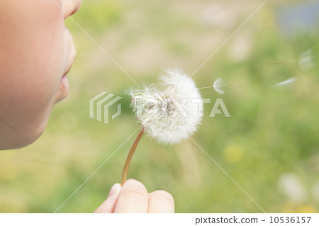 蒲公英 10536157