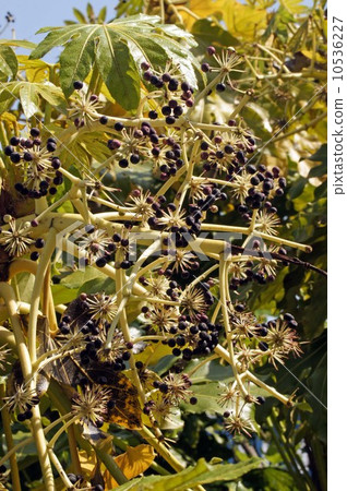 真相 日本八角金盘 辐射