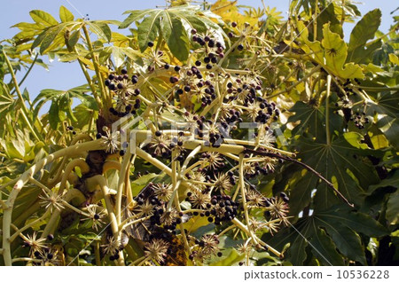 The fruit of the seedling The fruit of the seedling 10536228