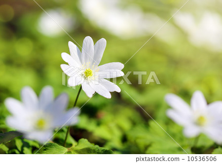 snowdrop flowers in sunlight 10536506