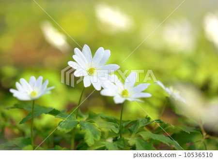 snowdrop flowers in sunlight snowdrop flowers in sunlight 10536510