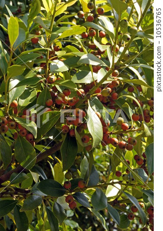 Fruit of mochi 10536765