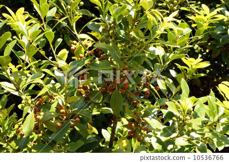 麻the的果實 10536766