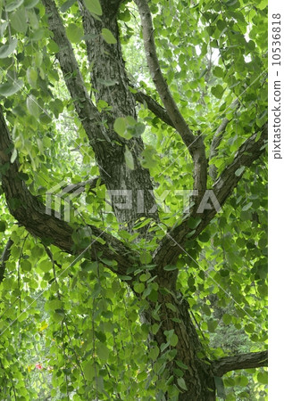 Shidarekatsura Shidarekatsura 10536818