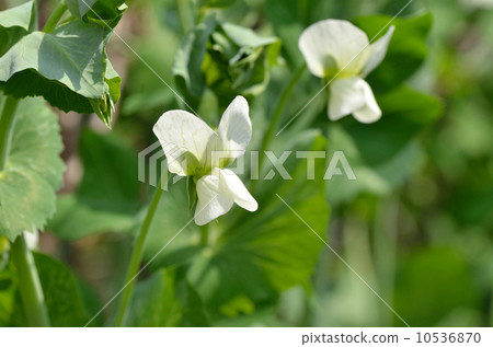 豌豆花（小吃豌豆） 10536870