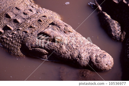 Nile crocodile Nile crocodile 10536977