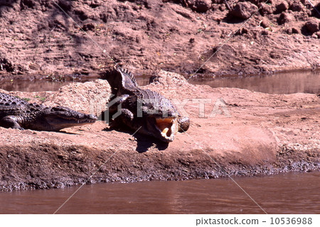 Nile crocodile Nile crocodile 10536988