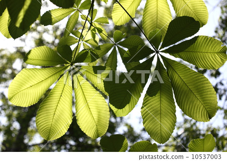 Large leaves of natural plant Tottori makes shade Large leaves of natural plant Tottori makes shade 10537003