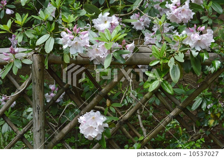 Rhododendron 10537027