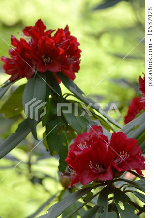 Rhododendron 10537028