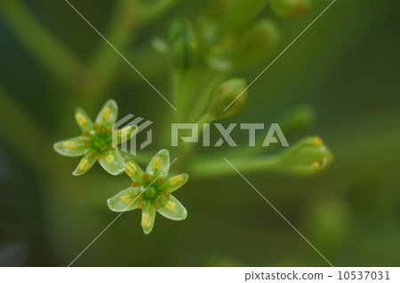 天然植物小而可愛的柞蠶花 10537031