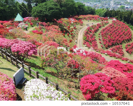 Kasama azalea park 10537041