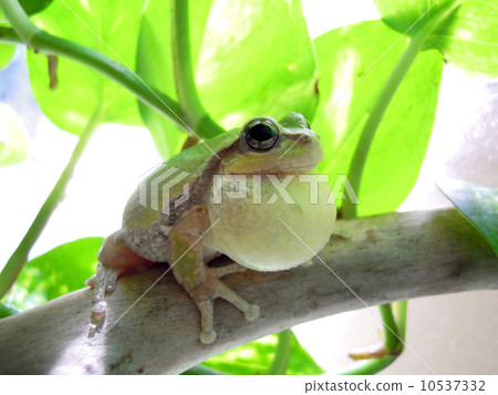 The frog songs come true 10537332
