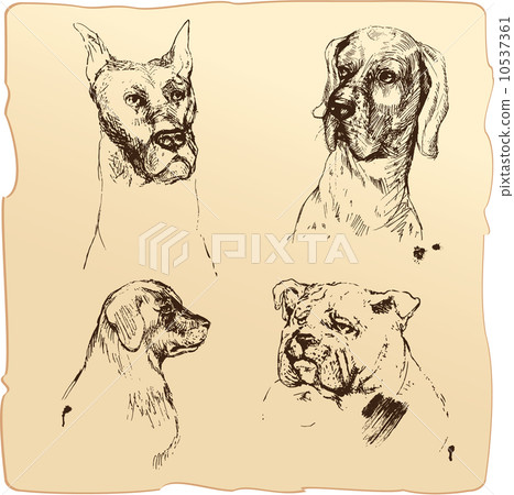 Set of Dogs heads - dalmatian, bloodhound, bulldog hand drawn il 10537361