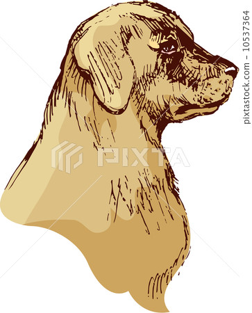 Dog head - bloodhound hand drawn illustration - sketch in vintag Dog head - bloodhound hand drawn illustration - sketch in vintag 10537364