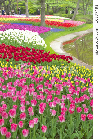 Tulip field 10537492