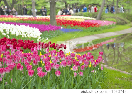 Tulip field 10537493