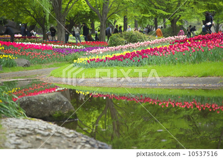 Tulip field 10537516