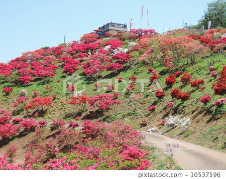 Kasama azalea park 10537596