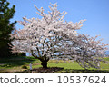 Tachibanaji 10537624
