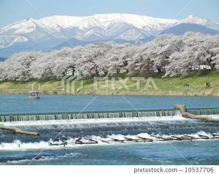 At first glance Cherry blossoms and Zao Fengxiang 10537706