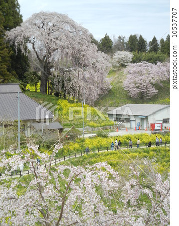 Weeping cherry blossoms at the battlefield 10537707