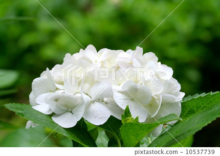 Secaca繡球花 10537739